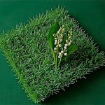 Brins de convallaria majalis ou muguet de mai.