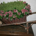 Les cuisines sont situées dans un soubassement construit dans le lit du Cher.Un pont menant directement à la cuisine permettait un ravitaillement facile du château.Composition de Thym et de Skimmia dans une brouette.