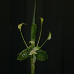 Poséïdon ou Neptune et leurs attributs.Bouquet vert pour la mer. Pandanus et dracaena fragrans pour la flèche du bouquet, 3 arums pour le trident.