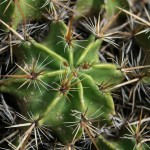 Le Ferrocactus robustus présente de solides aiguillons de 10 cm.Devenant colonnaire avec l'âge, il ne fleurit parfois qu'au bout de 15 ans.