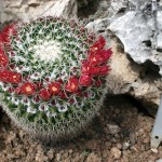 Mammillaria scrippsiana. Ce genre compte 150 espèces naines dont la culture est aisée.