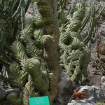 Polaskia chichipe à Monaco. Le jardin exotique regroupe plus d'un millier d'espèces de cactées et plantes succulentes.