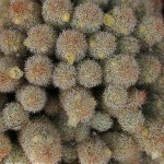 Mammillaria elongata. Ses petites fleurs jaune clair sont suivies de petits fruits rouges très allongés.