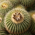 L'Echinocactus grusonii exhibe en été un cercle de fleurs jaunes au sommet. La plante peut atteindre jusqu'à 1 m en tous sens.