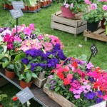 Les jardinades sont dédiées aux amateurs de nature et de jardins:vente et échange de plantes.