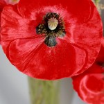 Le Papaver commutatum planté en masse au jardin, peut donner un effet impressionnant .