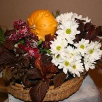 La couleur  pourpre du feuillage de framboisier est éclairée par le blanc des fleurs de chrysanthèmes.