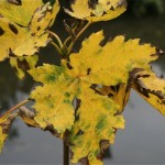 Magie des couleurs de l'automne au fil de l'eau.