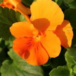 La pensée sauvage d'Europe est la Viola tricolor aux fleurs jaune, bleu,violet et blanc.