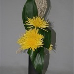L'aspect échevelé des chrysanthèmes contraste avec les feuilles pleines et lisses.