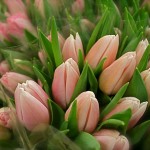 Tulipes roses sur le stand d'un producteur à Rungis.