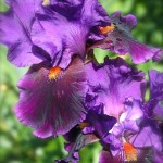 Gros iris violet foncé.