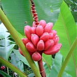 Cultivé dans toutes les régions tropicales, le bananier est originaire du Sud-Est asiatique.Musa velutina, péninsule d'Osa.