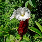 Costus speciosus, famille du gingembre dont les pétales ressemblent à du crêpe de soie.