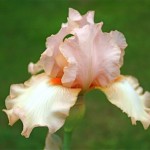 Les couleurs des iris sont variées et très délicates.