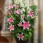 Liliums roses, delphiniums blancs et un nuage de gypsophile pour les bouquets de l'église.