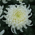 Au japon, le chrysanthème est le symbole de la famille impériale.