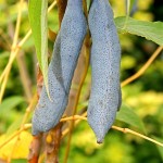 Decaisne, botaniste19è siècle a donné son nom à cette espèce originaire de Chine. L'attrait principal du Decaisnea fargesii sont les fruits charnus en forme de saucisses.