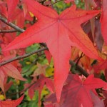 Le Liquidambar styraciflua présente un port superbe et des feuilles lobées rouges en automne. Il tire son nom de sa sève balsamique utilisée, entre autres, pour parfumer les savons. 