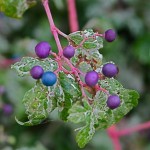 Vigoureuse grimpante caduque, l'ampelopsis brevipedunculata est une variété de vigne vierge qui en automne porte des bouquets de baies.