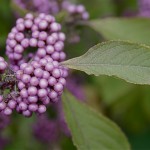 Originaire de chine et du Japon, le callicarpa dichotoma présente après ses fleurs de jolies grappes de petites baies violet pâle.