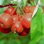 Dès l'entrée du jardin, les visiteurs sont accueillis par des pommiers d'ornements aux branches chargées de petits fruits rouge écarlate. Malus variété Red sentinel.