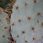 Le genre Opuntia est le genre de cactus est le plus répandu, du sud du Canada  l'Amérique du sud, Antilles,Galapàgos.Les branches sont étranglées par place pour former des articles réguliers soit larges et aplatis, soit cylindriques.