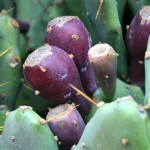  Presque toutes les 200 espèces d'Opuntias sont porteuses d'épines aiguës qui peuvent s'avérer difficiles à retirer de la peau.Les fleurs parfois très belles, sont suivies de fruits comestibles verts, jaunes ou rouges :  les figues de Barbarie. 