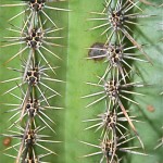 Epines de Carnegiea. Ce genre est représenté par une espèce de cactus dressé en candélabre, dominant majestueusement les buissons bas de son désert natal de l'ouest du Mexique, d'Arizona et de Californie du sud. Sa croissance est très lente.