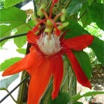Passiflora vitifolia au jardin botanique de Deshaies en Guadeloupe.Les fleurs rouge foncé ou orange sont suivies de fruits comestibles dont la saveur rappelle la fraise. Les passiflores forment des lianes et s'accrochent au moyen de vrilles. Le genre compte plus de 400 espèces.