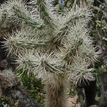 Cylindropuntia rosea. La majorité des plantes de la famille des cactacées sont originaires du Mexique.