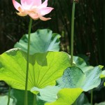 Nelumbo nucifera, Lotus sacré, vigoureuse vivace aquatique qui élève ses feuilles à plus de 1,80 m au-dessus de l'eau.