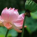 Ses grandes fleurs odorantes roses ou blanches se détachent du feuillage en large calice vert pâle.Cette espèce est originaire d' Asie et du nord australien