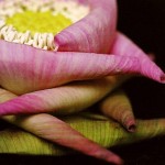 Constituée de pétales de fleurs de lotus assemblées selon des techniques traditionnelles de Thaïlande, cette fleur est destinée à un cadre religieux.