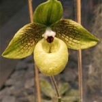 Paphiopedilum malipoense. Cette espèce appartient à un groupe découvert, il y a peu, dans des crevasses rocheuses de basse altitude du sud-ouest de la Chine. Sa fleur est légèrement odorante.