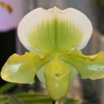 Paphiopedilum Bergerac. Il existe plus d'hybrides de paphiopedilum que d'aucune autre orchidée. Des milliers ont été crées, surtout pour obtenir des fleurs plus rondes mais les résultats correspondent rarement aux attentes.