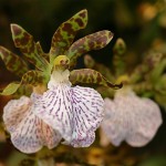 Zygopetalum maculatum : Pérou, Bolivie, Brésil. Fleurs à odeur de jacinthe.