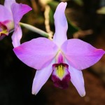 Laelia anceps : genre d'orchidée très répandu dans les forêts d'altitude du Mexique où elle est très appréciée.