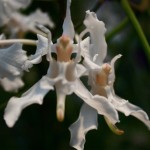 Papilionanthe vandarum : Inde, Birmanie,sud de la chine.Feuillage cylindrique, fleurs au parfum de lys.
