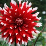 Dahlia décoratif rouge à pointes blanches: Blithe Spirit - IBC Pays Bas.