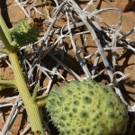 Melon du désert en Namibie, de grosses épines remplacent les feuilles.