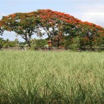 En décembre à Maurice, les flamboyants explosent en une somptueuse floraison rouge ou orange. Quant à la canne à sucre, elle pousse partout sur l'île.