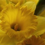 Narcisse jonquille, les cultivars sont classés selon la longueur de la trompette ou coronule de la fleur.