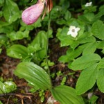 Encore plus rare, Orchidée Sabot de vénus au bord d'un sentier forestier de Gaspésie au Canada sous la pluie du mois de juillet.
