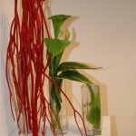 Trois vases en verre, Mitsumata rouges et arums. Exposition Sogetsu avril 2010 Paris 4ème.