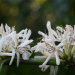 Fleurs de Coffea arabica.D'élégantes fleur blanc pur sont groupées à l'aisselle des feuilles suivies de petits fruits charnus qui virent au rouge vif à maturité. la plante est originaire d'Ethiopie.