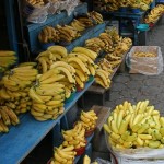 La banane occupe une place de choix en Equateur.Le pays est le premier exportateur de bananes au monde.On peut y voir toutes sortes de bananes consommées en légume ou en fruit. 