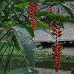 Héliconia rostrata dans un village de forêt amazoniennne. Au delà de la forêt d'altitude, la forêt tropicale humide recouvre une immense partie de l'Equateur.