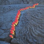 Fissure dans une coulée de lave 1998, île de La Réunion.Kniphofia ou Tison de satan qui sont des fleurs originaires d'Afrique.
