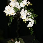 Au blanc immaculé des  fleurons d'orchidée Phalaenopsis blancs est opposé, à l'arrière de la composition, un jeu de boucles de cordyline noires.